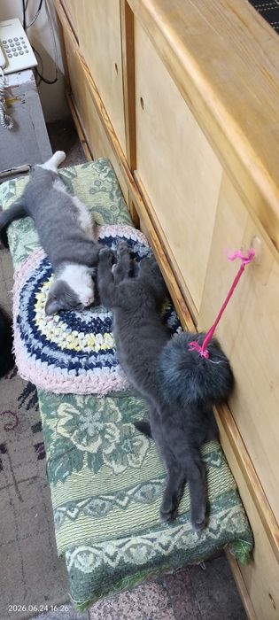Ласковые котята! Бесплатно.