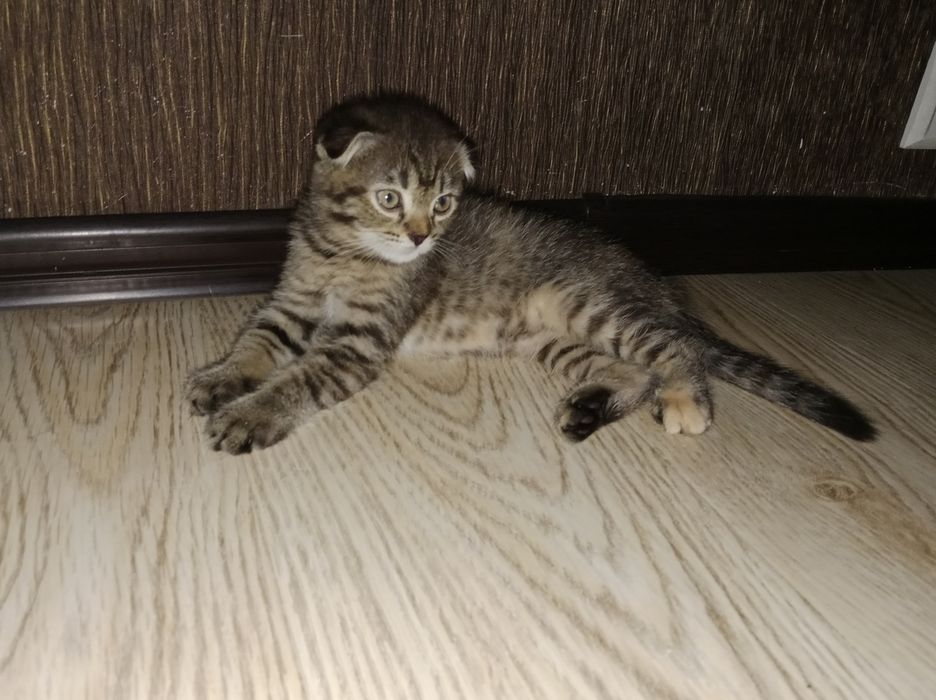 Девочка Табби черепаховая подросшая