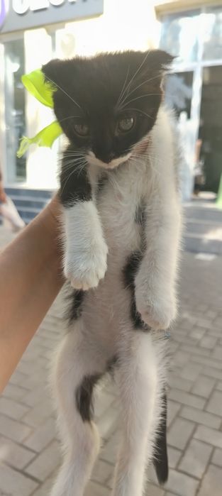 Продаётся котёнок скоттиш фолд. Продаётся котёнок породы скоттиш фолд