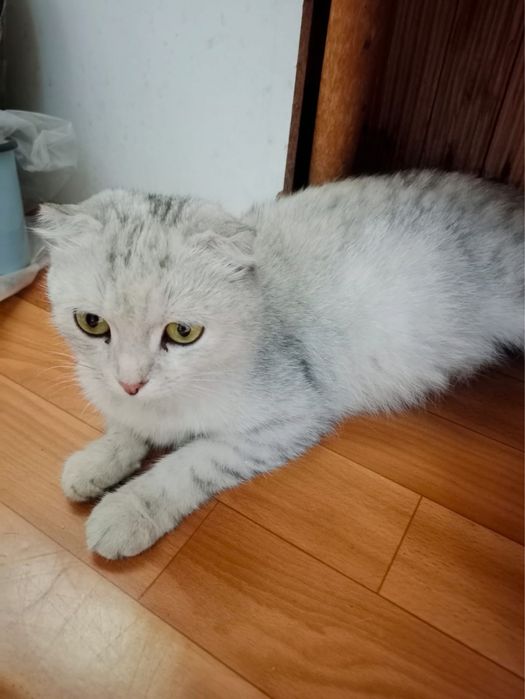Котиеи ищут хозяев