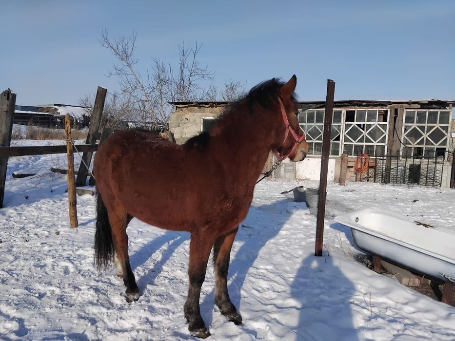 Айғыр сатылады мінгі жуас