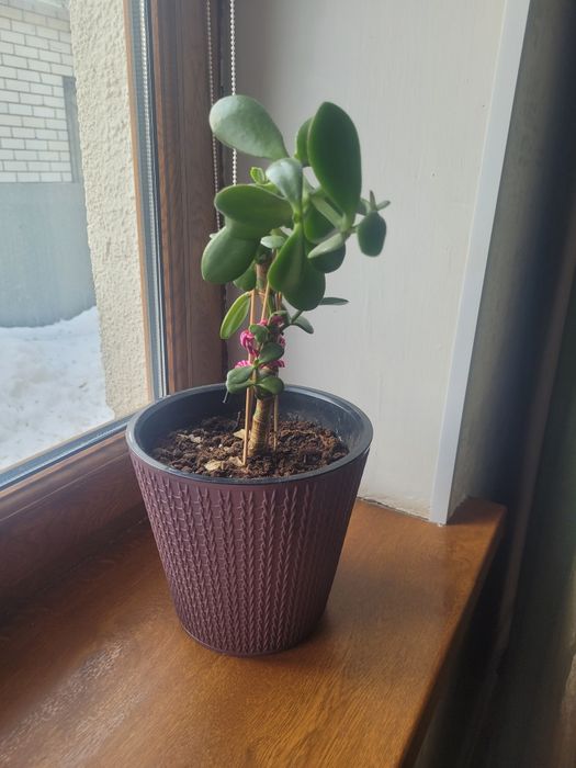 Комнатные цветы, денежные дерево