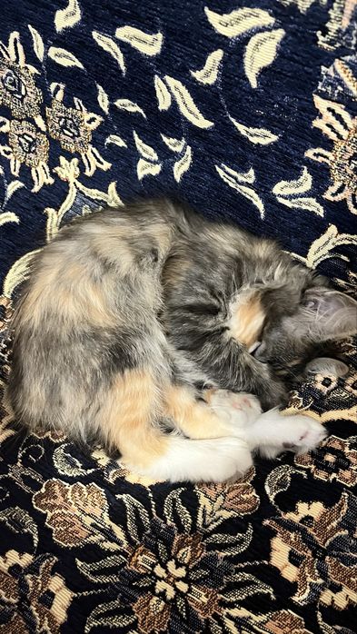 Котёнок, 3 месяца, отдам