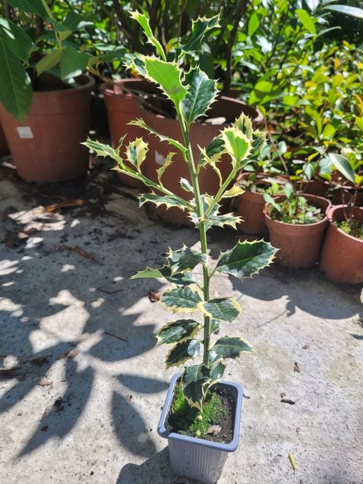 Ilex aq. Argentea Marginata