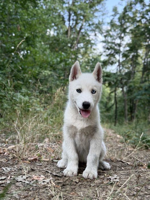 Femela husky siberian!