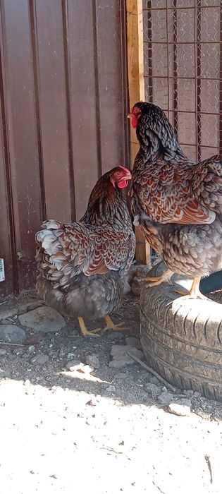De vanzare oua incubat gaini wyandotte