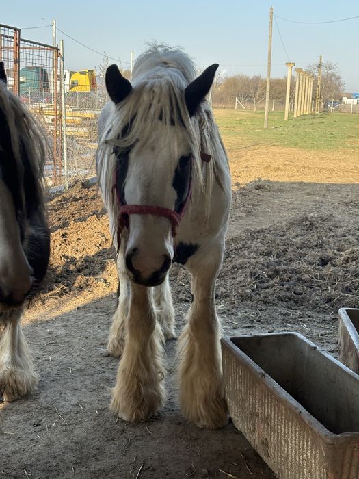 Vand armasar Irish Cob(gipsy vanner)