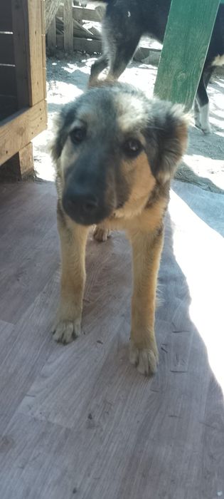 Отдам в добрые руки