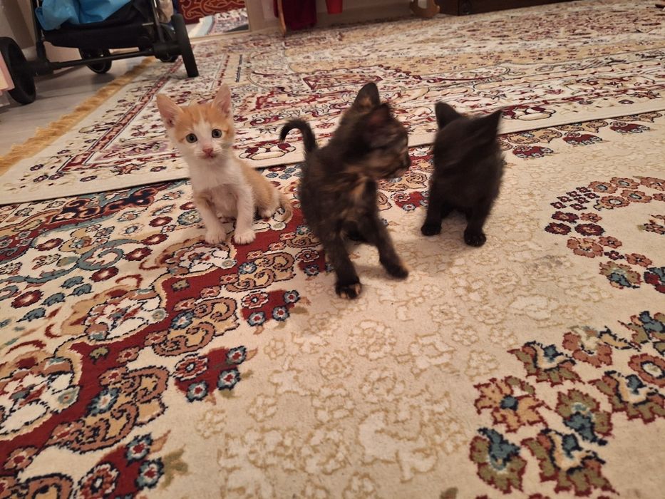 Тегін мысықтар үшеу