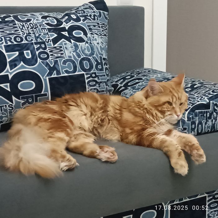 Ищем невесту для кота Мейн кун