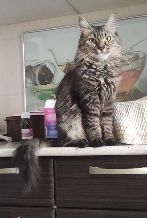 Отдам в хорошие руки