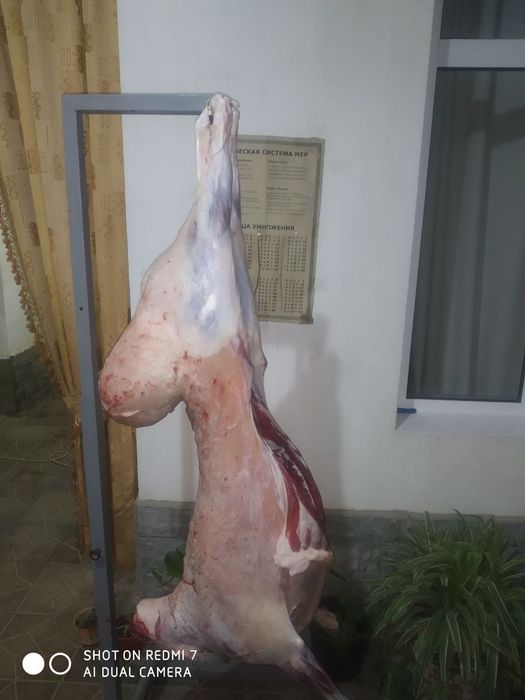 Qoy bor. Куй бор