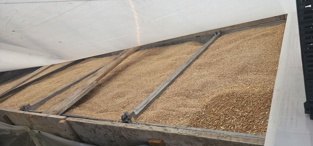 Vând grâu 2025 în Tomnatic