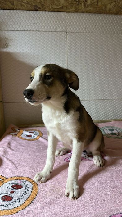 Ищу дом  щенкам королевских кровей