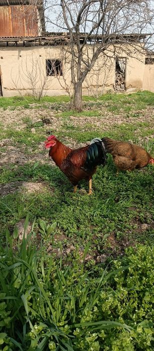 4 dona tovuq sotigladi