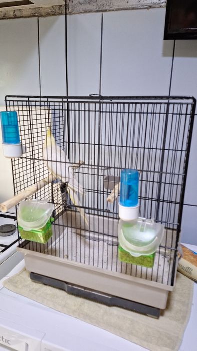 Vand nimfa cu tot cu colivie