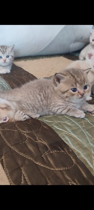 Шатланские котята