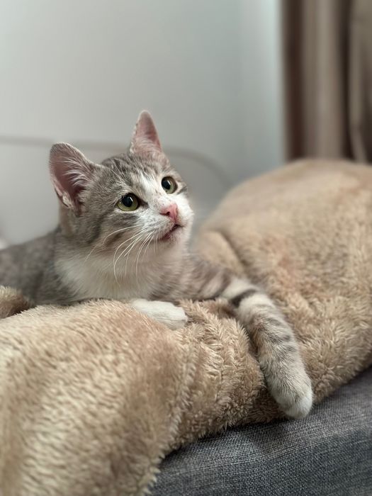 Кошка с кормом, лотком и всем необходимым