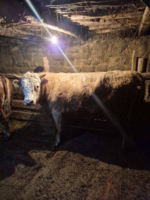 Букалар сатылады..