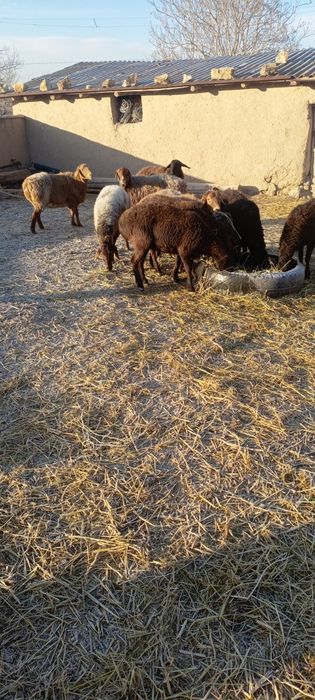 Infinikis bor 30 pro