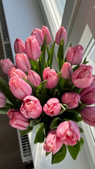 Крупные тюльпаны в наличии