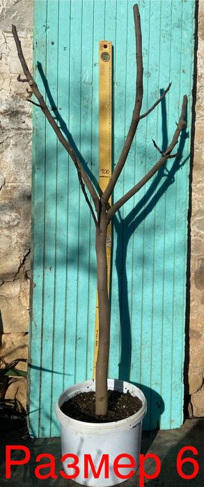 Смокини различни сортове, растения, дръвчета