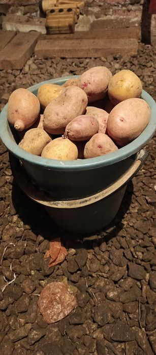 Продам домашнюю картошку