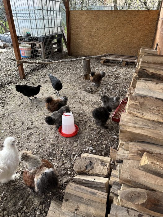 Matase Japoneza Cocos 3-4 luni