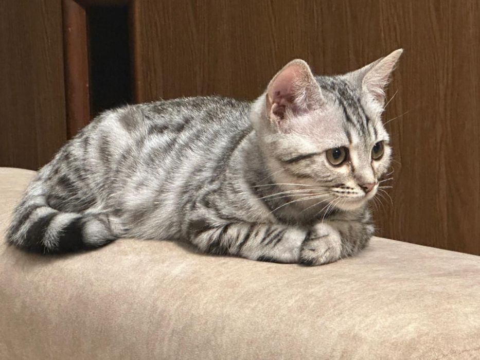 Продается котенок Бенгал