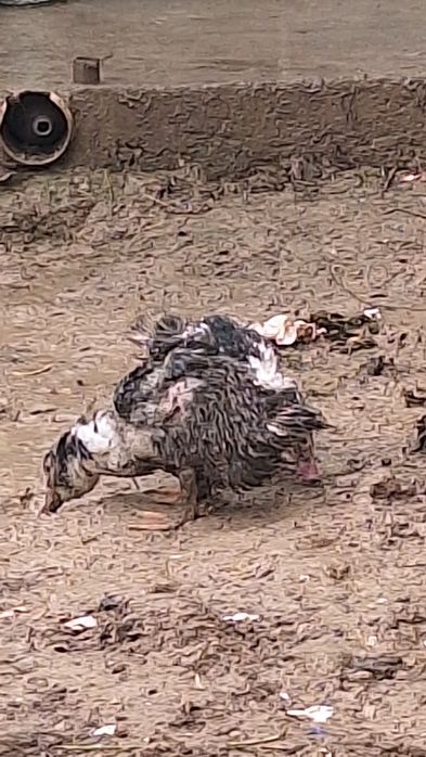 Urdaklar sotiladi arzon