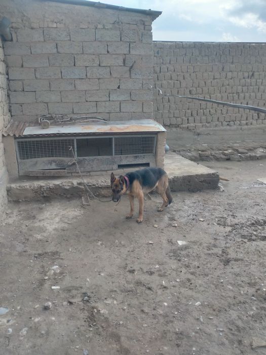 Авчарка 6 месис малчик