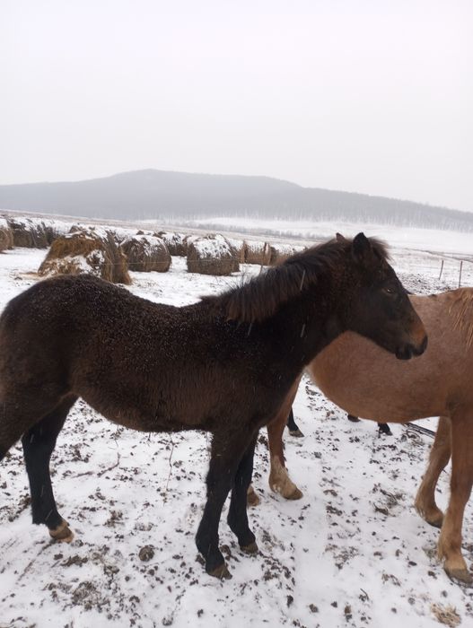 Vând două mânze de 7-8luni