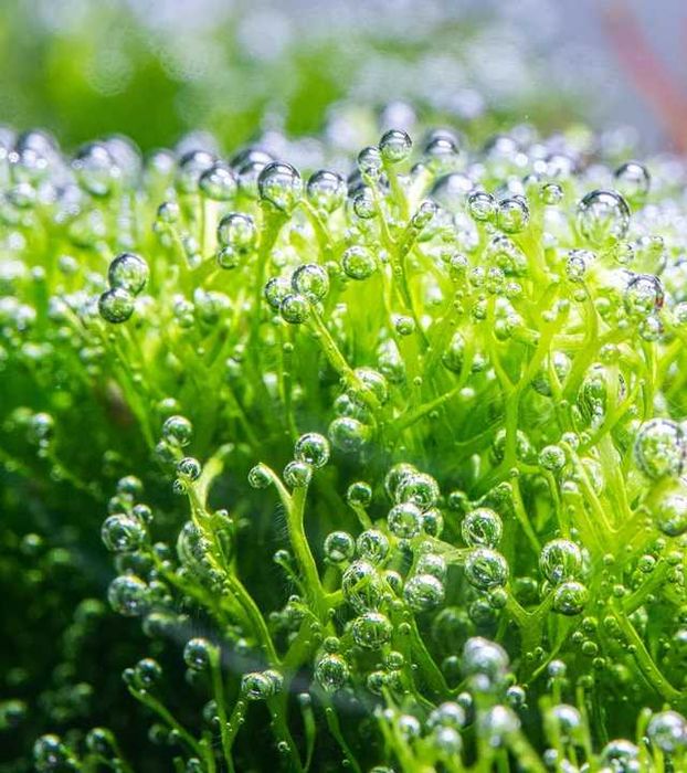 Pachete plante acvariu | Hrană vie | Moss | Riccia | Bucephalandre |