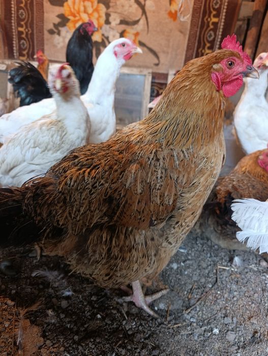 Продам домашних кур