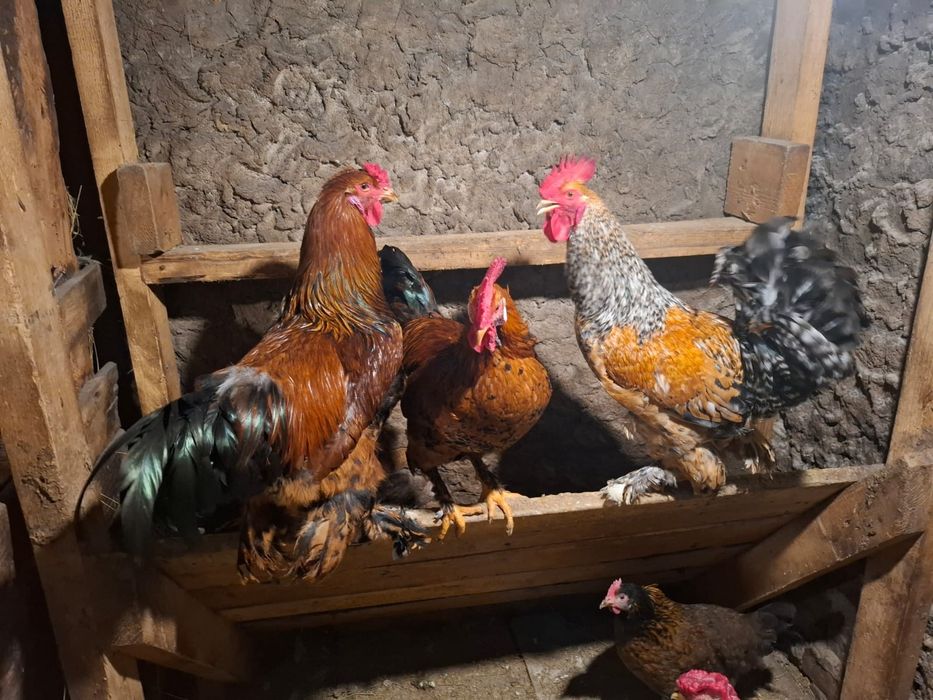 Продам петухов молодых