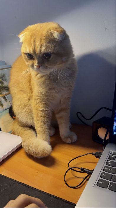 vyazka Sccotish fold shinshilla