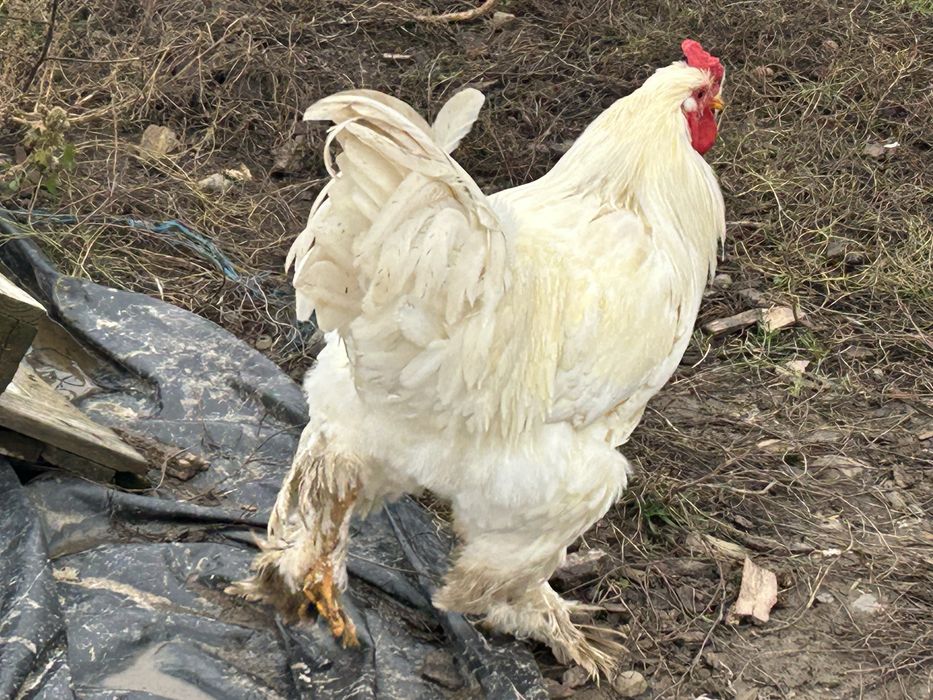 Gaini de vanzare