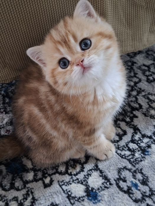 Продаётся шикарный мальчик британец