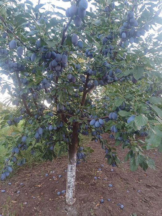 Prune pret 2,5 lei kg