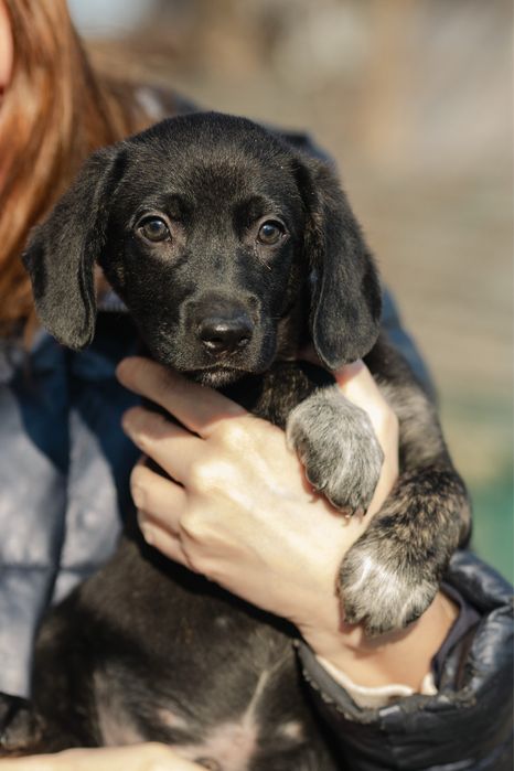 Щенки в поиске дома