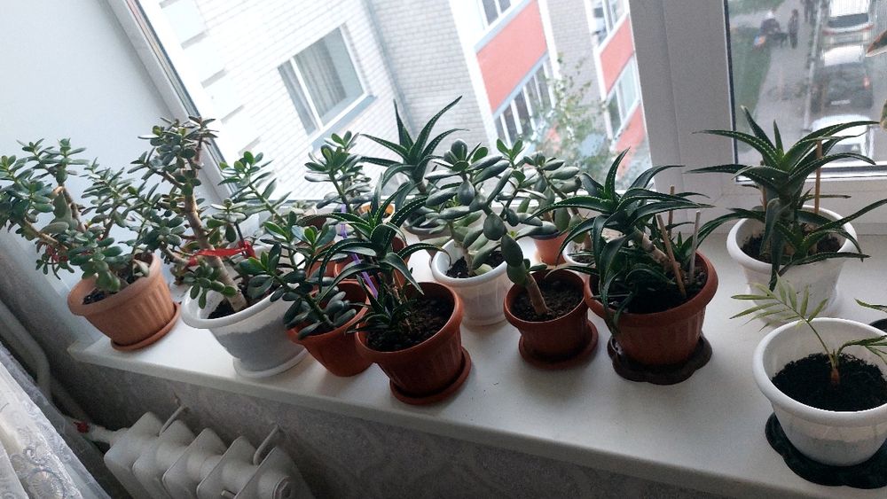 Продам цветы комнатные