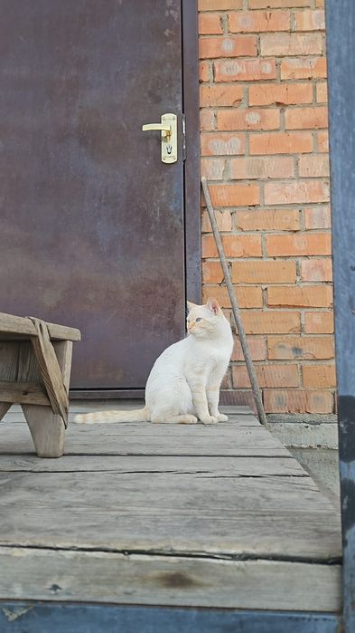 Потерялся кот на КШТ