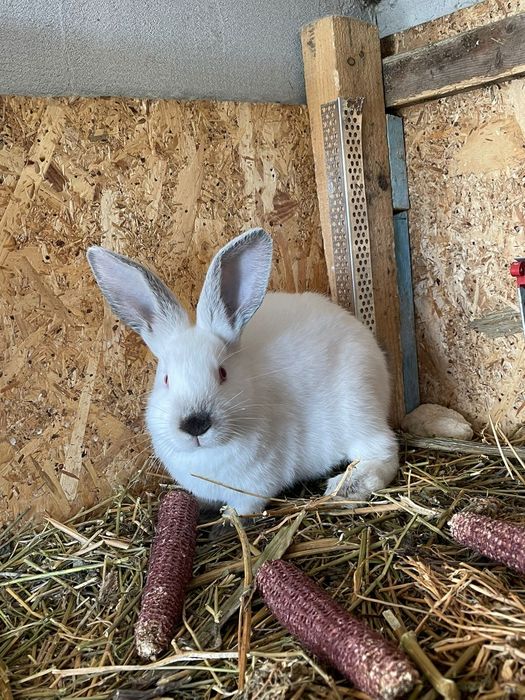 Vând iepuri  de rasa