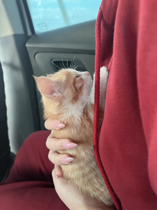 котенки оба девочки, по 2 месяца