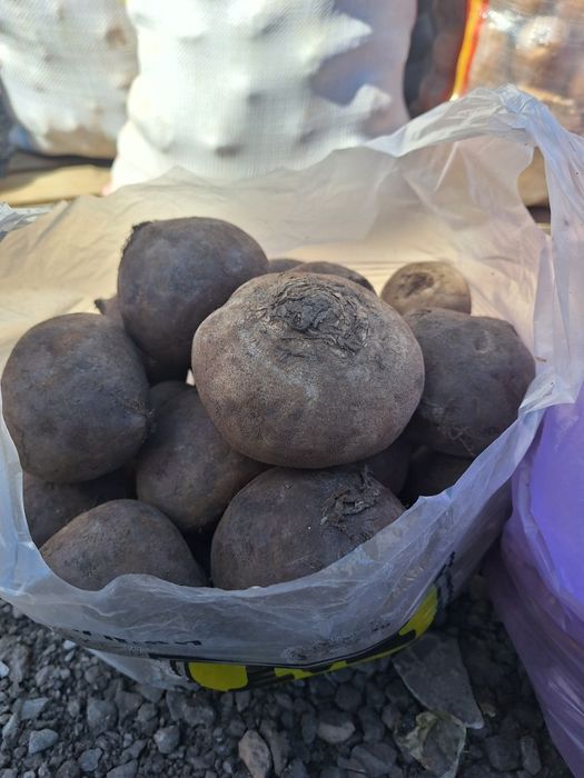 Свёкла Павлодарская оптом