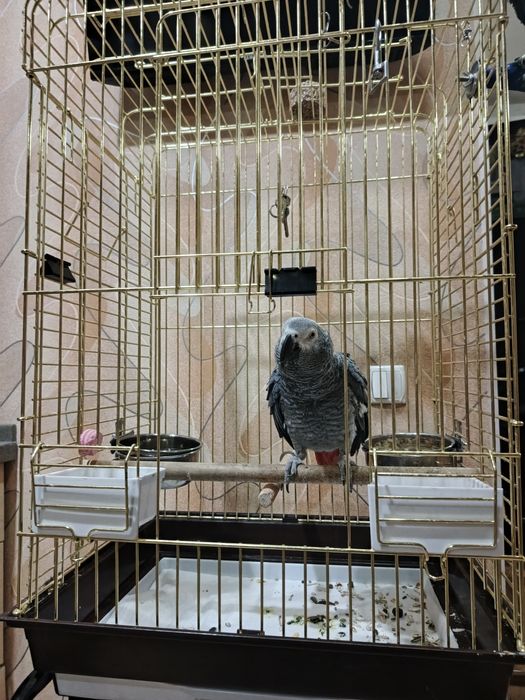 Продается попугай жако