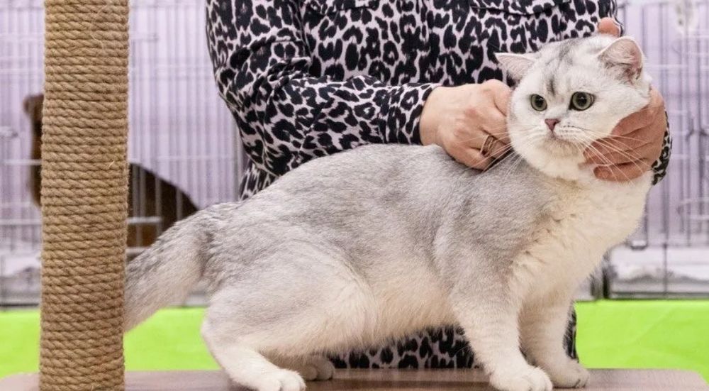Шиншила самец опытный, вязка!