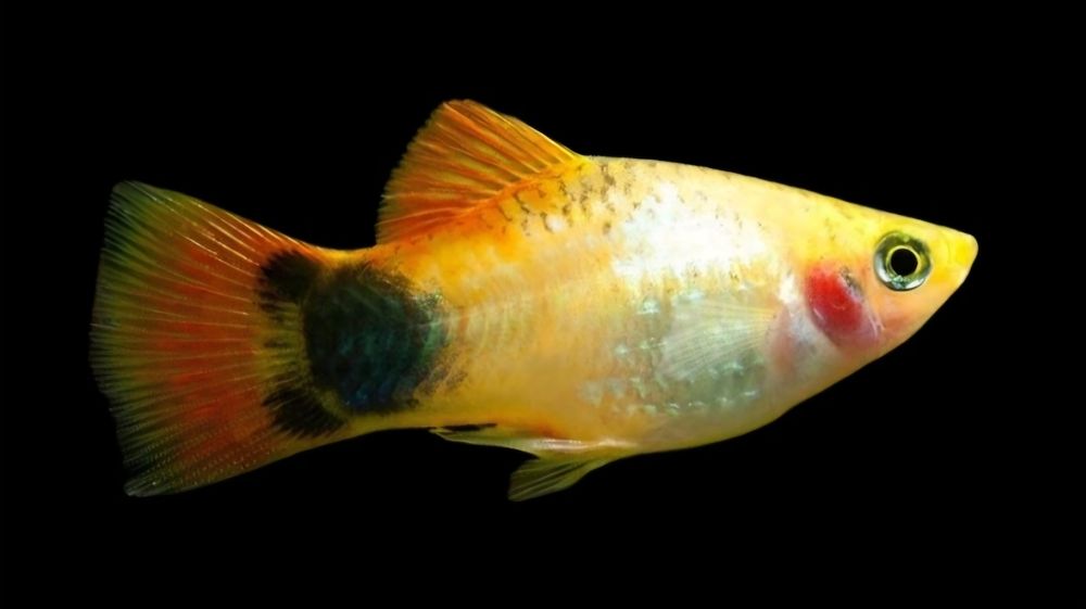 Меченосцы и пецилии