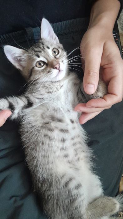 Отдам домашних котят в добрые руки