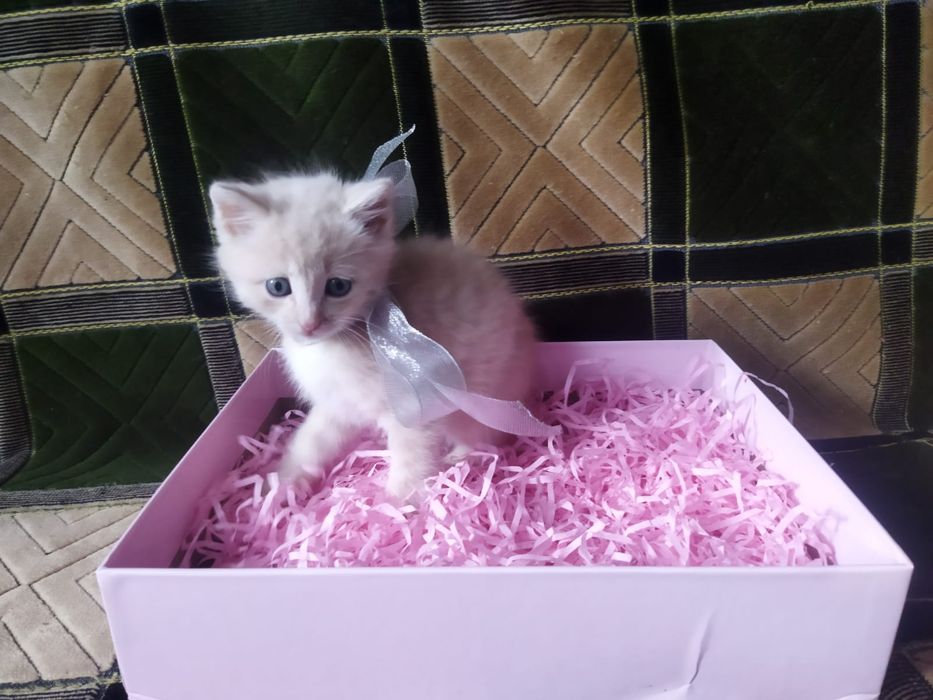 Котята в хорошие руки!